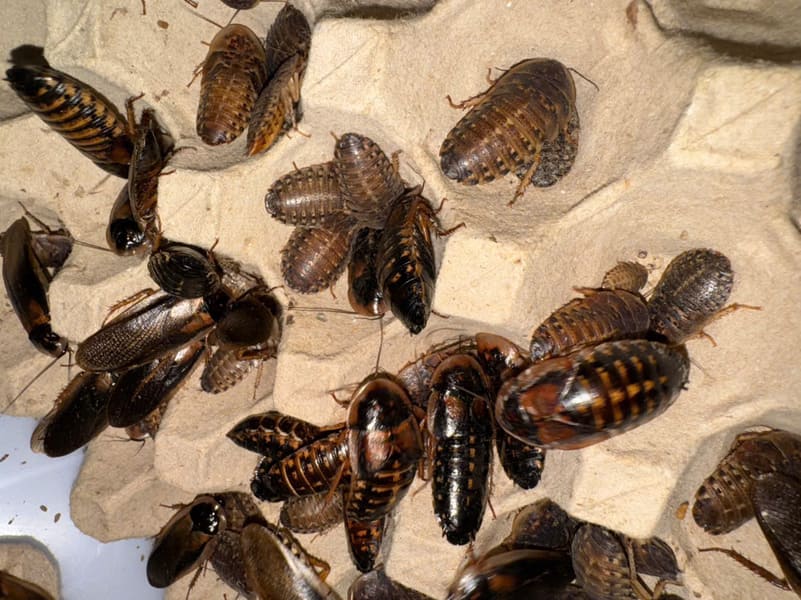 Bán gián đất TPHCM giá rẻ – thức ăn cho bò sát và thú cưng