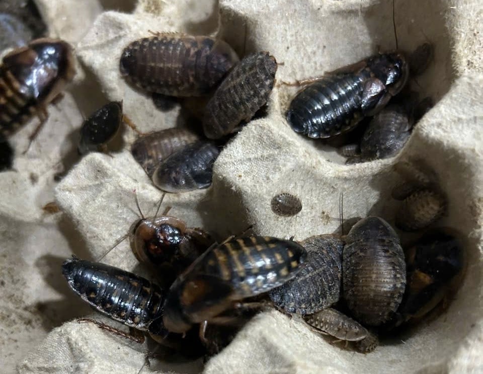 Gián Dubia Giống Sinh Sản Khỏe Mạnh Nuôi Trại Sạch