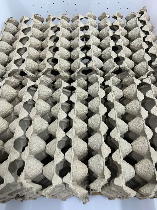 Gián dubia sạch nuôi làm thức ăn cho bò sát nhện tắc kè tại tphcm