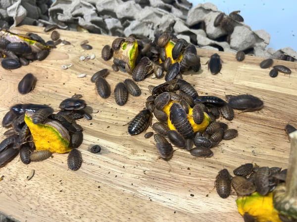 Mua gián dubia giống giá rẻ tại TPHCM số lượng lớn khỏe mạnh