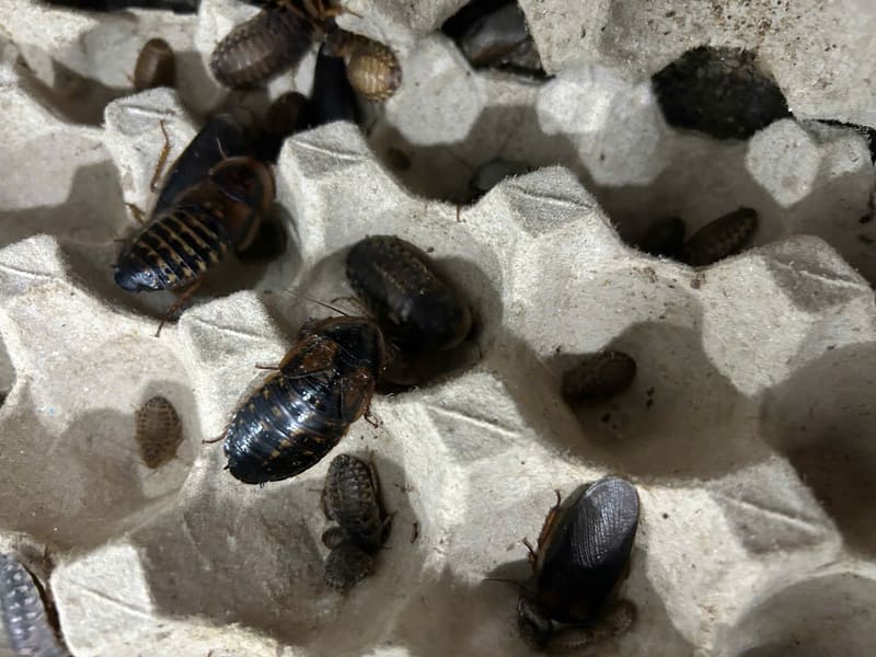 Mua gián dubia TPHCM giá rẻ – côn trùng làm thức ăn cho bò sát và thú cưng