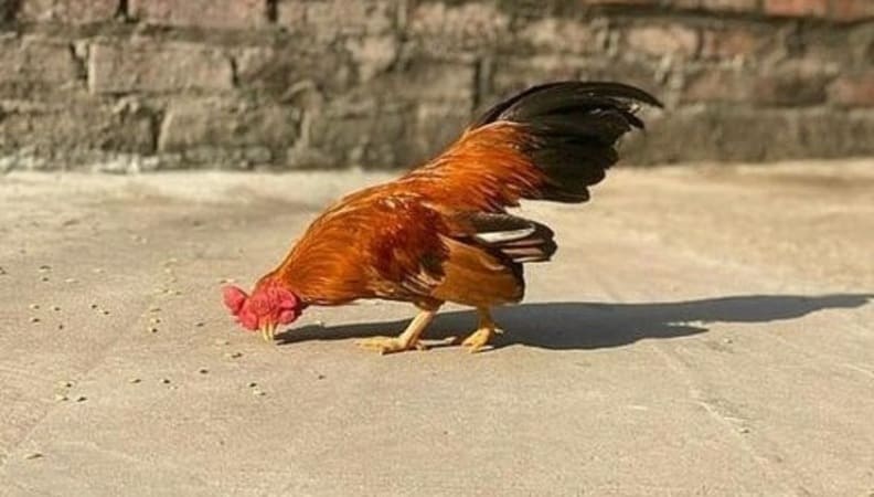 Gà tre Bắc chân lùn làm kiểng đẹp với thân hình nhỏ gọn, chân ngắn và bộ lông nổi bật.