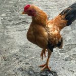 Gà tre Bắc Cộc Bắc Tít Mini làm kiểng tại TPHCM với ngoại hình nhỏ gọn, chân ngắn và dáng đẹp.