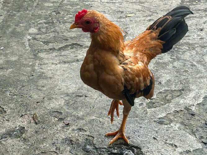 gà tre bắc cộc, bắc tít mini Cốt < 0.5kg – tôi nuôi gà kiểng trạng nhỏ ở tpHCM như thế nào?